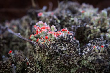 Beyaz Don marsh bitkiler üzerinde