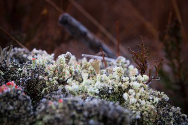 Beyaz Don marsh bitkiler üzerinde
