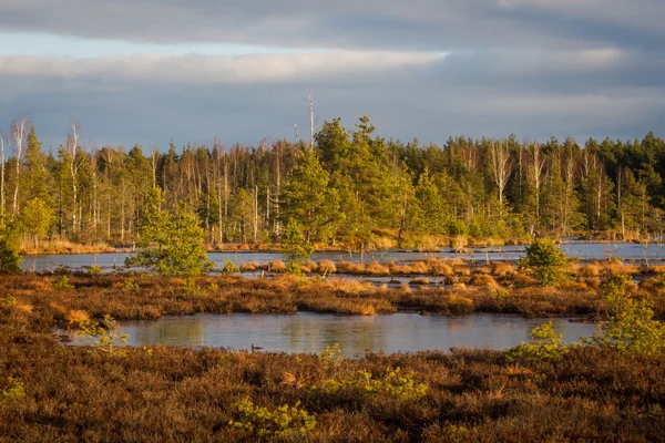 Frozen bog lake — Stock Photo, Image