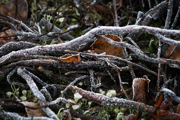 Weißer Frost auf Sumpfpflanzen — Stockfoto