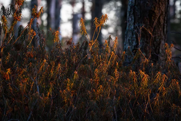 White frost op moeras planten — Stockfoto