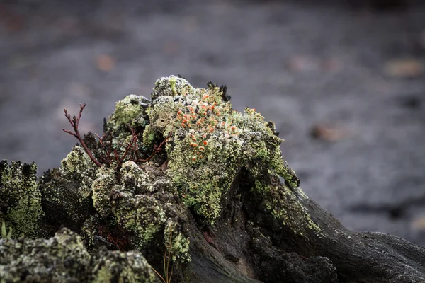 White frost on marsh plants