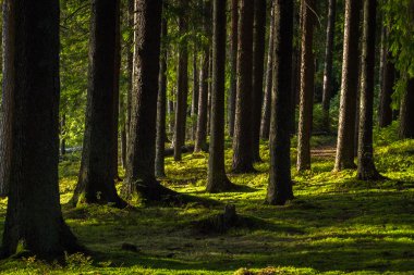 Yazın güzel kuzey manzarası