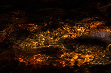 Ormanda sonbahar yaprakları.