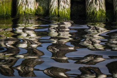 su bitkileri ile ahşap kazık