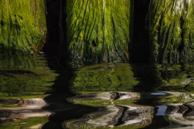 su bitkileri ile ahşap kazık