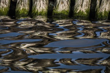 su bitkileri ile ahşap kazık