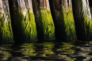 su bitkileri ile ahşap kazık
