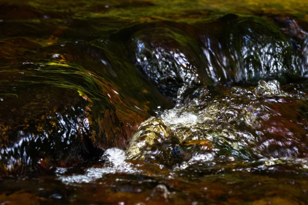 Gotas Água Floresta — Fotografia de Stock