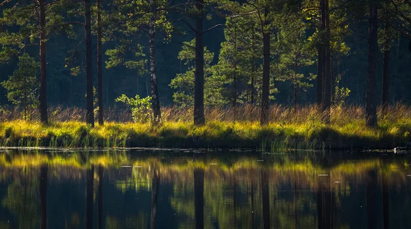Lago del bosque con nubes y reflejos — Foto de Stock
