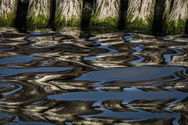 Wooden piles with aquatic plants — Stock Photo, Image