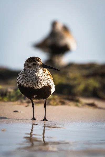 Oude waterbreak in pape — Stockfoto