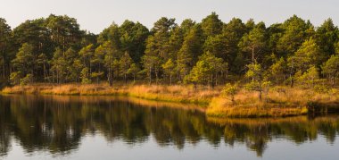 Bataklık Gölü ile orman