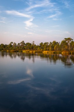 Bataklık göller ile orman