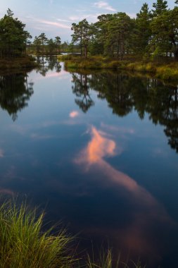 Bataklık göller orman yansımaları ile