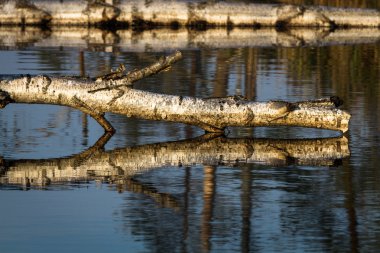 Yüzen ada Gölü bataklık