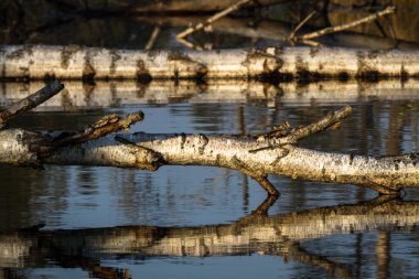 Yüzen ada Gölü bataklık