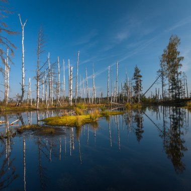 Yüzen ada Gölü bataklık