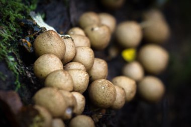 ormandaki mantarları