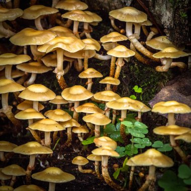 ormandaki mantarları