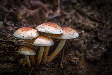 ormandaki mantarları