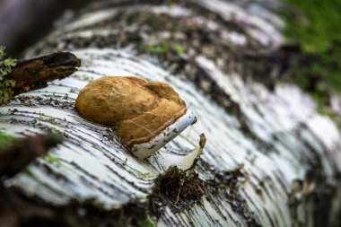 vahşi ormanda mantar