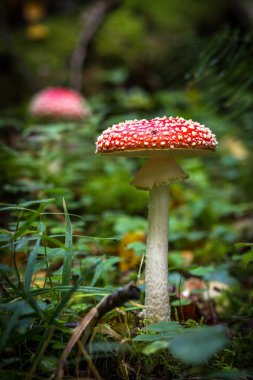 sinek agaric kırmızı orman