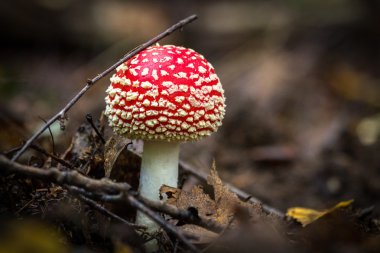 sinek agaric kırmızı orman