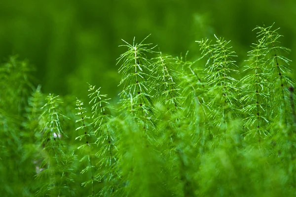 Grama Verde Fresca Com Gotas Orvalho — Fotografia de Stock