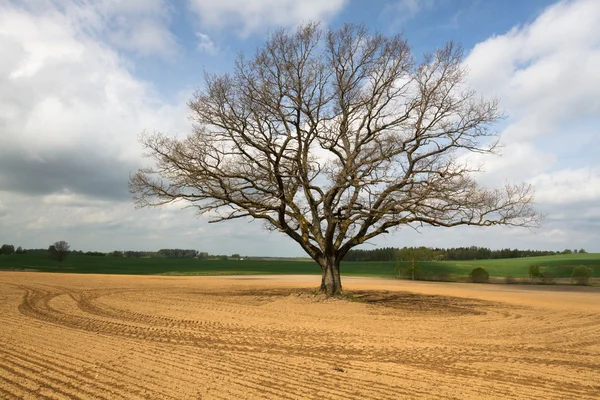 Oak in the field — Stock Photo, Image