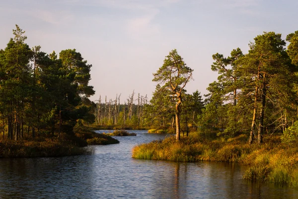 Lago pantano con bosque — Foto de Stock