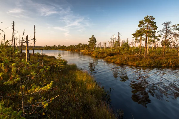 Lago pantano con bosque — Foto de Stock