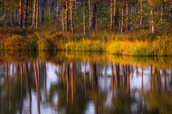 Болотные озера с лесными отражениями — стоковое фото