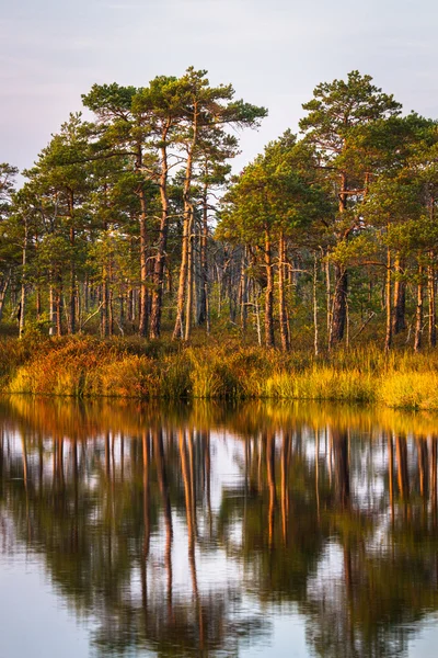 Träsk sjöar med skog reflektioner — Stockfoto