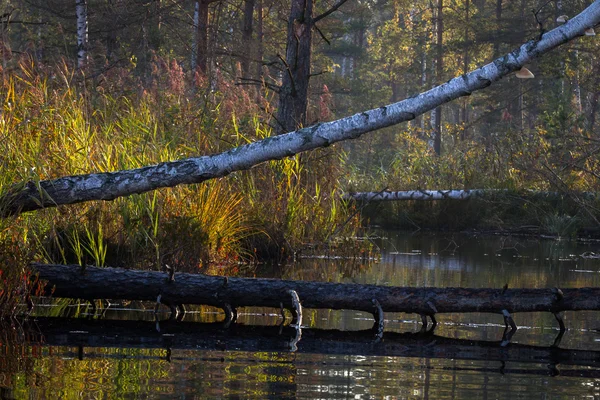 Swamp lake with floating islands — Stock Photo, Image