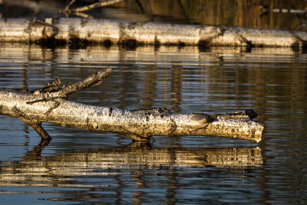 Swamp jezioro pływające wyspy — Zdjęcie stockowe