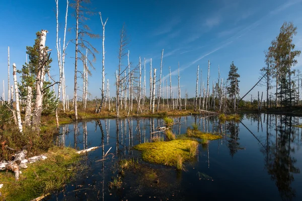 Yüzen ada Gölü bataklık
