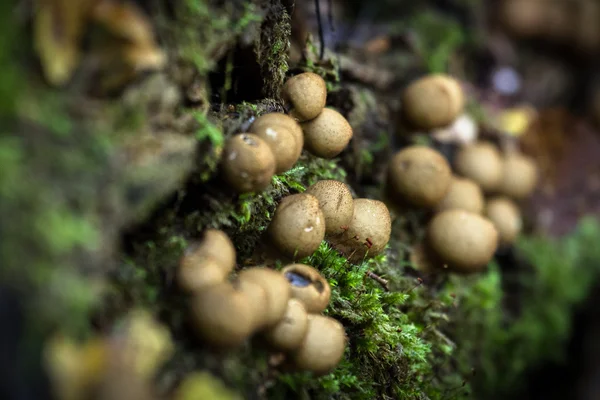 Hongos en el bosque —  Fotos de Stock