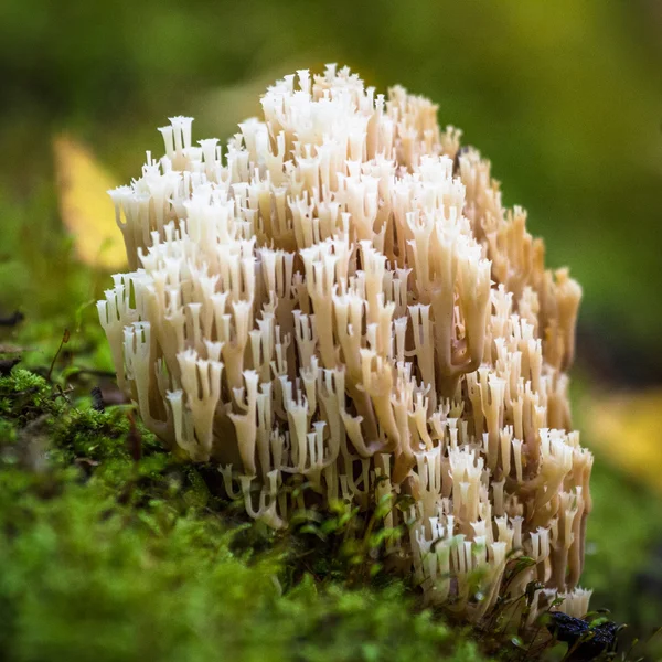 フォレスト内の菌類 — ストック写真