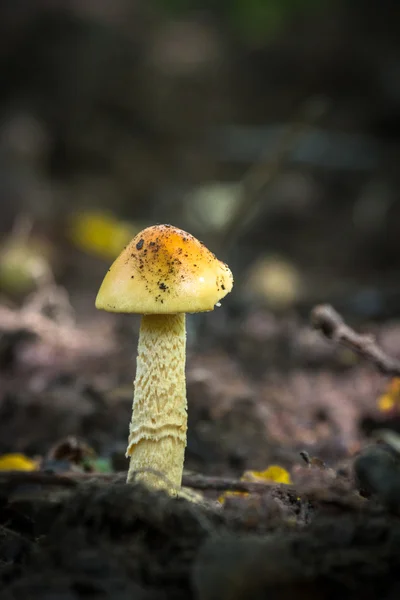 Az erdei gombák — Stock Fotó