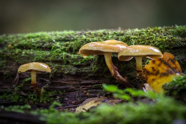 Hongos en el bosque —  Fotos de Stock