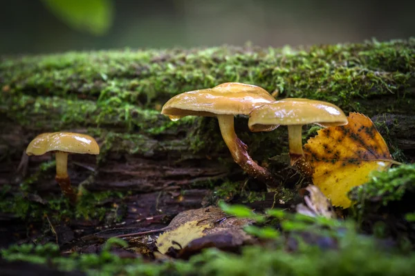 Hongos en el bosque —  Fotos de Stock