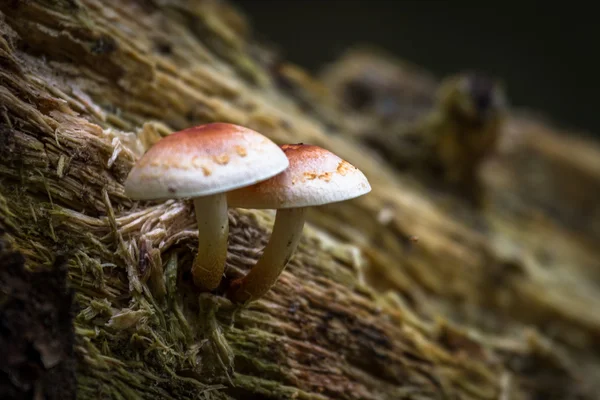 Fungi in forest — Stock Photo, Image