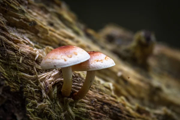 Vad erdőben gombák — Stock Fotó