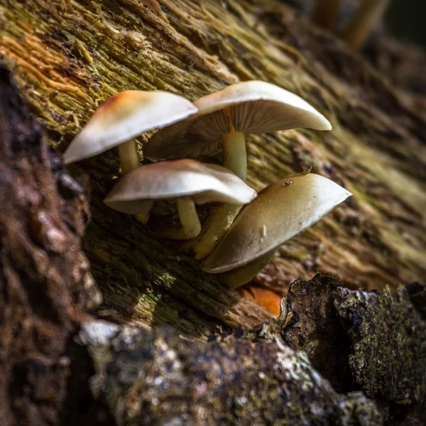 Fungi in savage forest — Stock Photo, Image