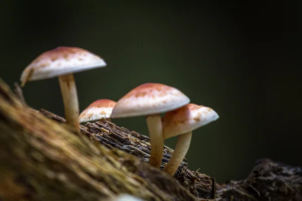 Funghi nella foresta selvaggia — Foto Stock