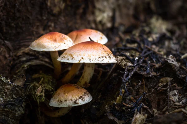 Fungi in savage forest — Stock Photo, Image