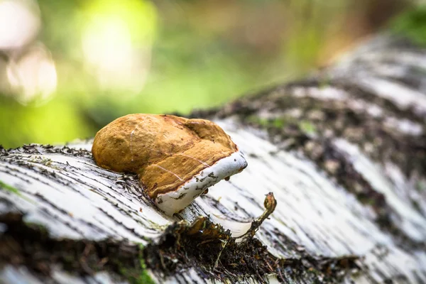 Vad erdőben gombák — Stock Fotó