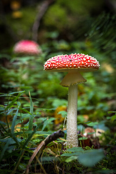 fly agaric red in forest