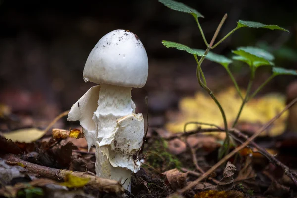 Fly agaric white  in forest — Stock Photo, Image